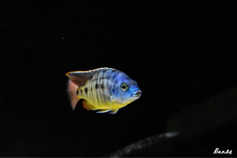 Protomelas virgatus 'Namalenje Island'